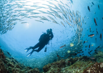 Des scientifiques veulent constituer une bibliothèque sonore des fonds marins