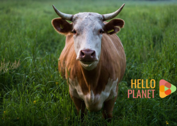 Hello Planet Film Festival