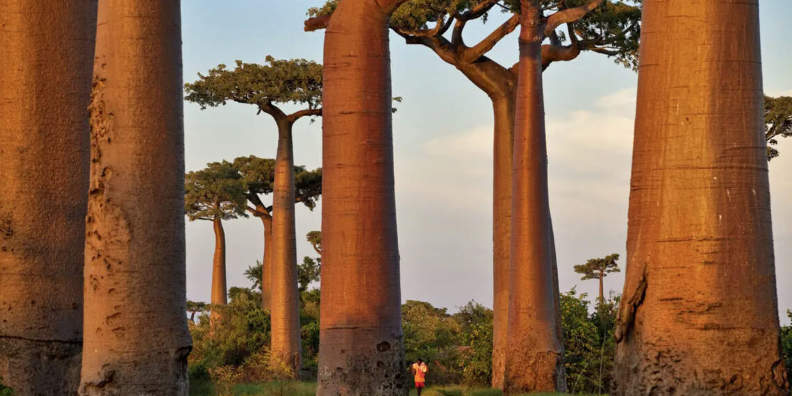 Allée de baobabs – Pascal Maitre