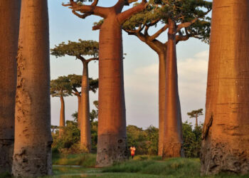 Allée de baobabs – Pascal Maitre