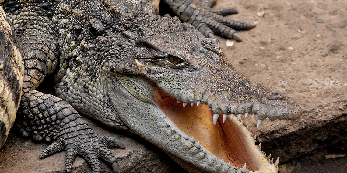 Au Zoo de Londres, un crocodile remplacé par un sac en cuir pour sensibiliser le public au braconnage