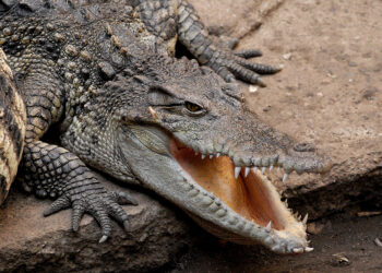Au Zoo de Londres, un crocodile remplacé par un sac en cuir pour sensibiliser le public au braconnage