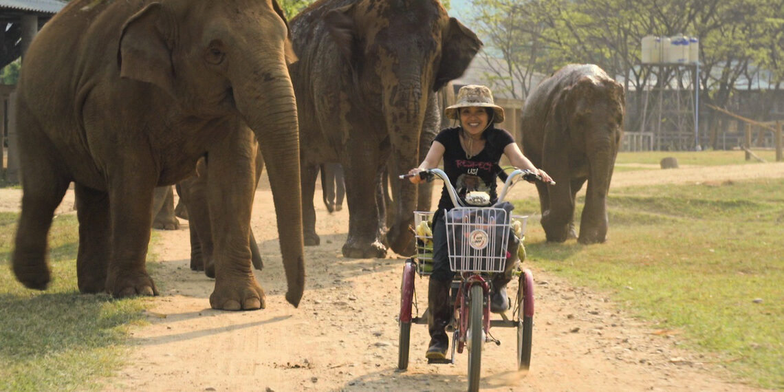 A voir : le portrait poignant de Lek Chailert, «la femme qui murmurait à l’oreille des éléphants»