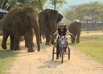 A voir : le portrait poignant de Lek Chailert, «la femme qui murmurait à l&rsquo;oreille des éléphants»
