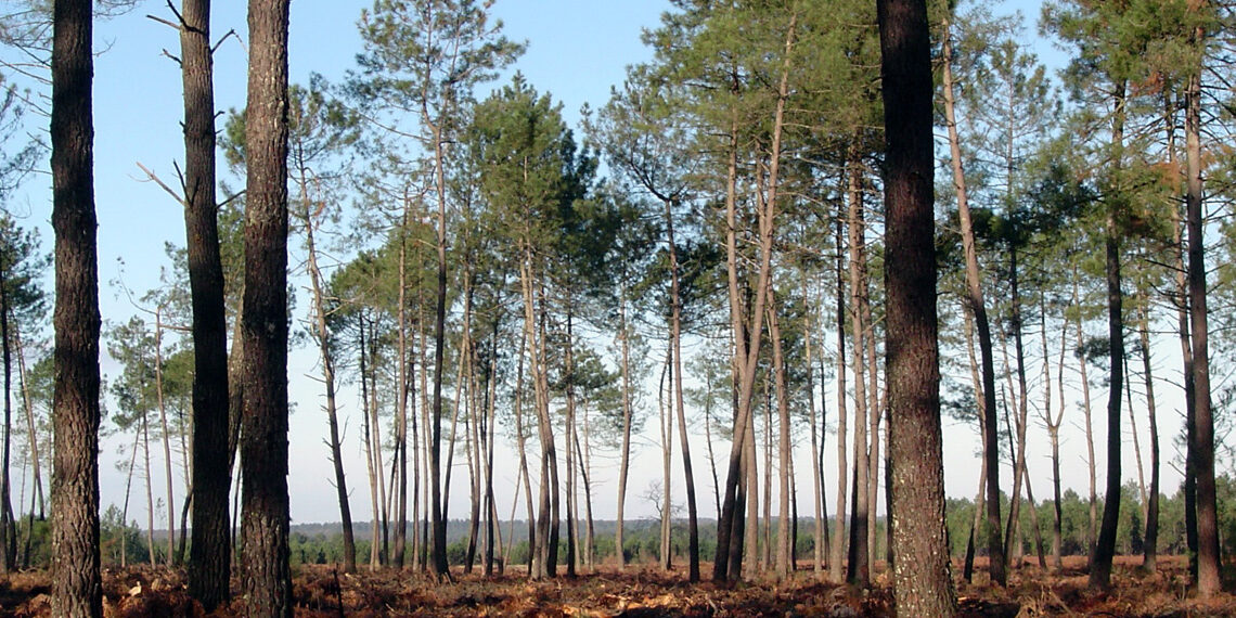 «Après les flammes», une compilation caritative pour la biodiversité en Gironde
