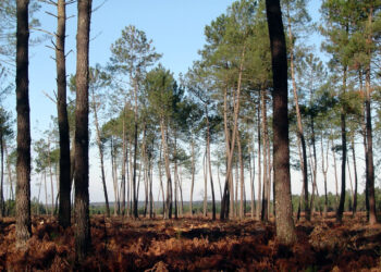 «Après les flammes», une compilation caritative pour la biodiversité en Gironde