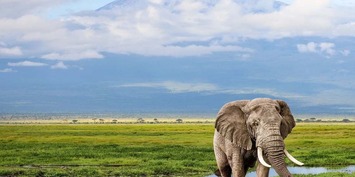 À voir : de magnifiques photos d&rsquo;animaux sauvages en vente pour protéger la faune africaine