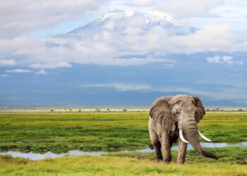 À voir : de magnifiques photos d&rsquo;animaux sauvages en vente pour protéger la faune africaine