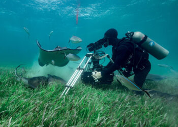 À la REcyclerie, on se demande si les documentaires télé ne sont pas «un piège pour la biodiversité »