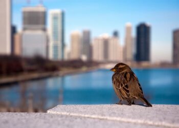 Dans les quartiers, la biodiversité regagne du terrain sur le béton grâce à la LPO
