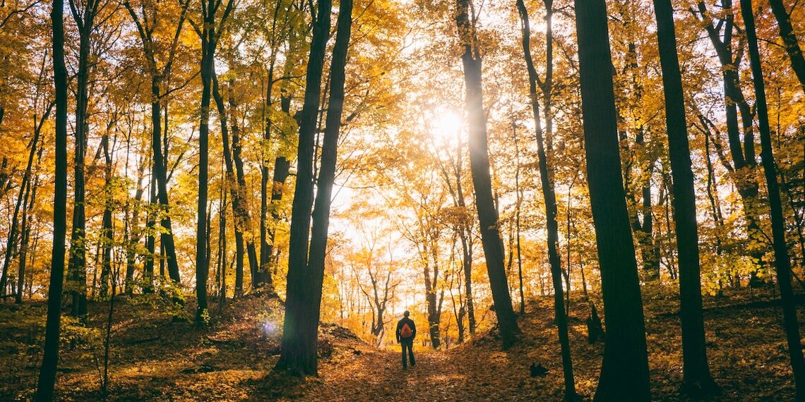 Cette association sème des arbres en voie de disparition quand vous faites du sport
