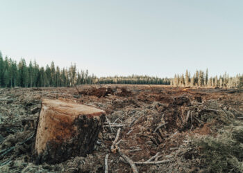 L&rsquo;Union européenne interdit l&rsquo;importation de produits issus de la déforestation