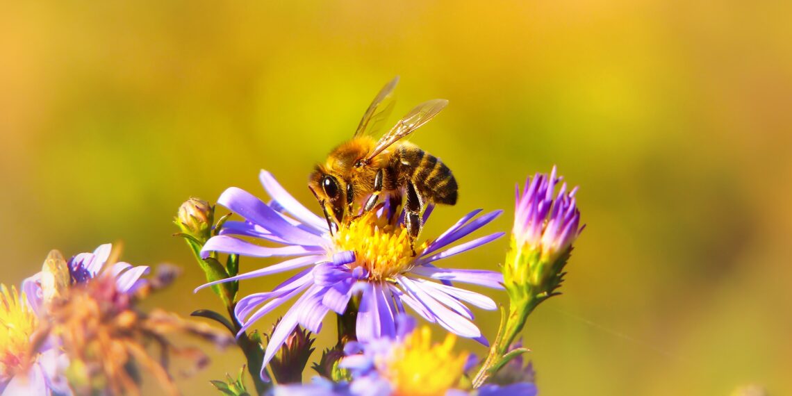 Victoire pour la biodiversité : les néonicotinoïdes « tueurs d’abeille » ne seront plus utilisés en France
