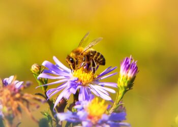 Victoire pour la biodiversité : les néonicotinoïdes « tueurs d’abeille » ne seront plus utilisés en France