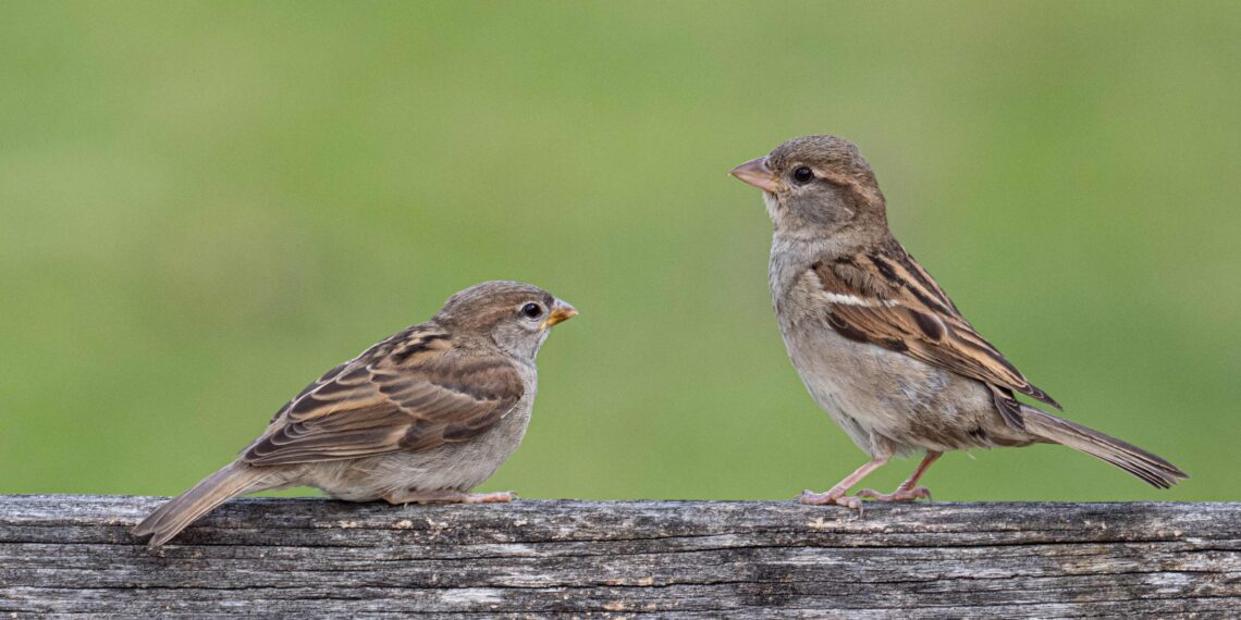 Des milliers de citoyen·nes ont été mobilisé·es ce week-end pour aider à recenser les oiseaux dans nos jardins