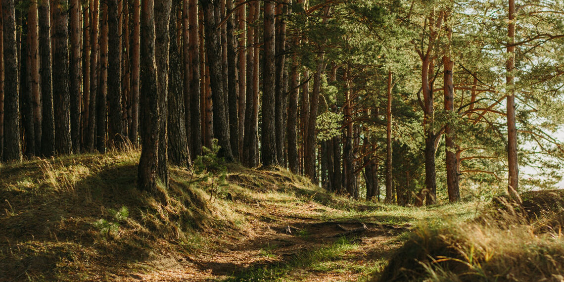 L’association Wild Bretagne rachète des forêts pour en faire des réserves naturelles