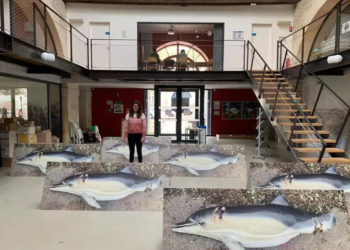 À Paris, la LPO expose 400 dauphins grandeur nature pour demander une interdiction partielle de la pêche