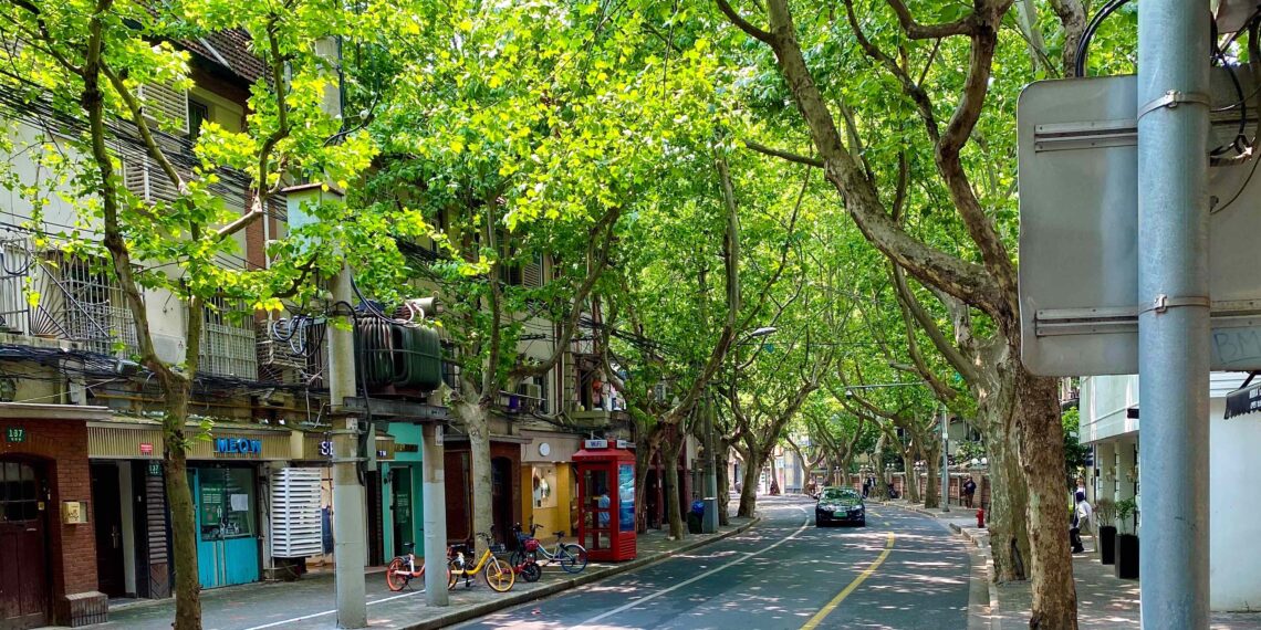 Végétaliser les villes permet de réduire d’un tiers la surmortalité en période de canicule