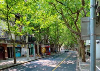 Végétaliser les villes permet de réduire d&rsquo;un tiers la surmortalité en période de canicule