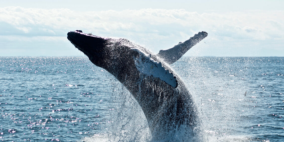 Les baleines à bosse seraient les victimes collatérales du e-commerce