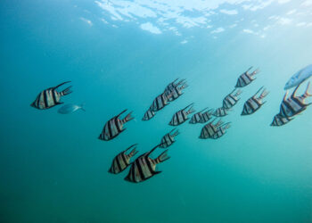 L’ONU signe un traité qualifié d&rsquo;historique pour protéger la haute mer